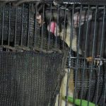 Katie - road accident victim