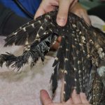Damaged wing feathers - Tawny frogmouth