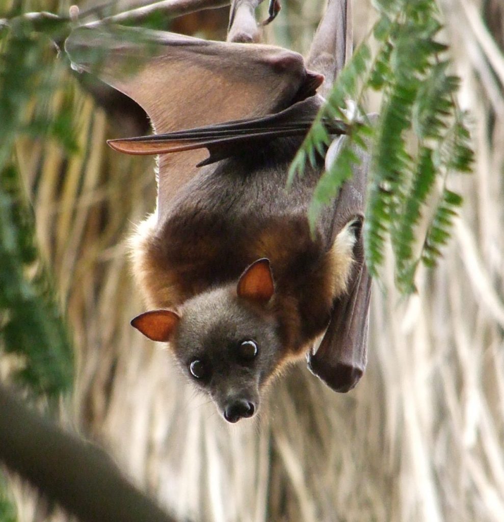 Flying Foxes Hunter Wildlife Rescue