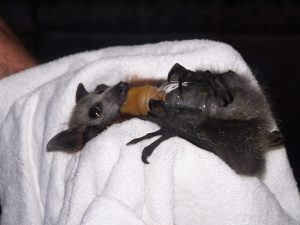 What we do - saving a bat