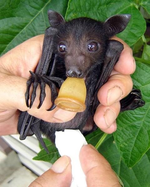 giant fruit bat wingspan