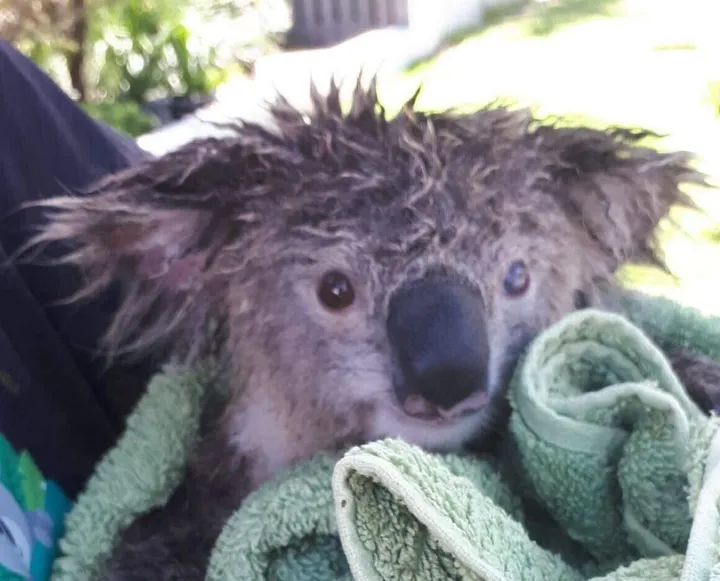 Care Koala Wildlife Injured Rescue Port Stephens Hunter Valley Newcastle Lake Macquarie NSW