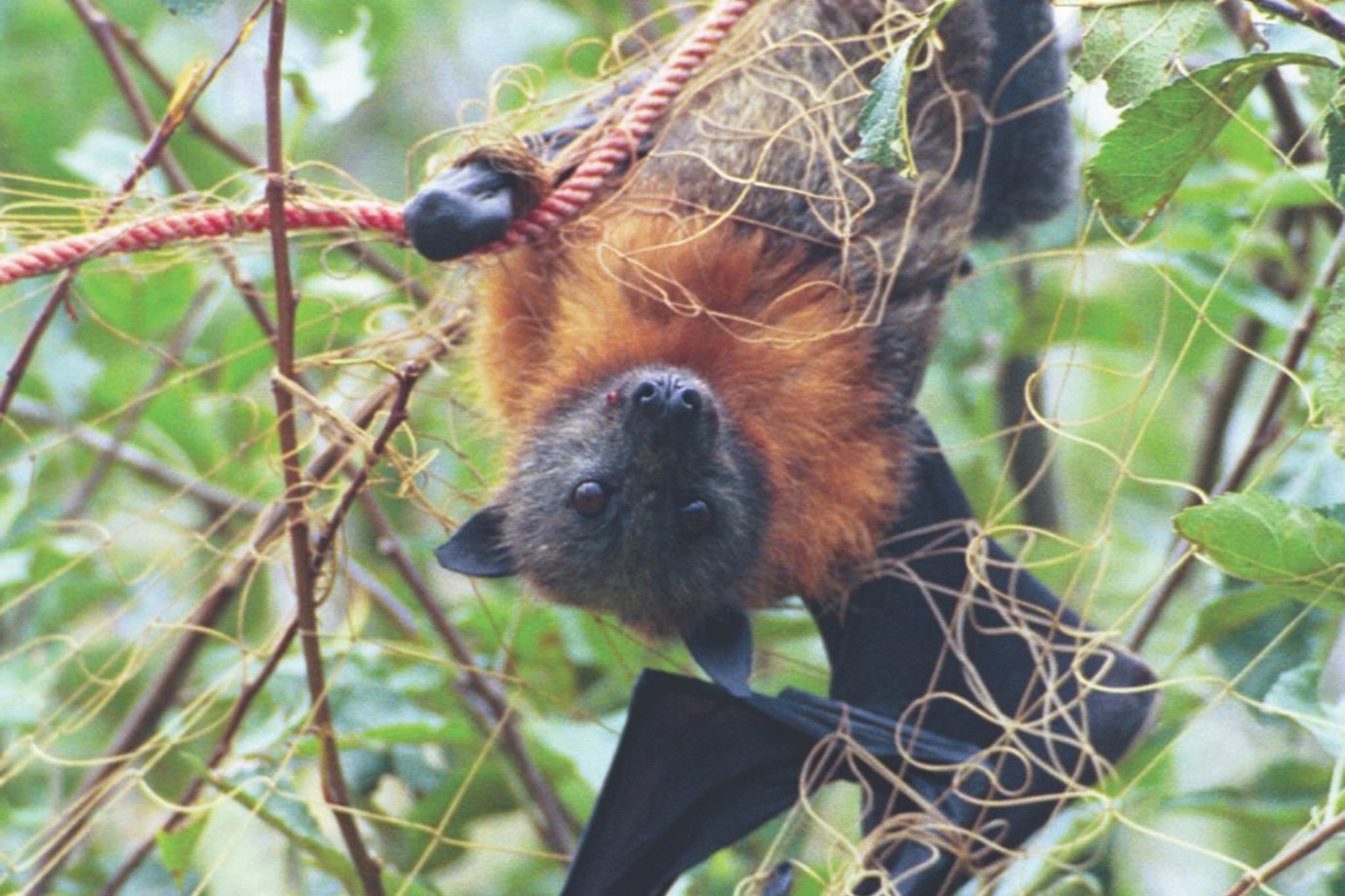 Flying Fox Entangled in Fruit Tree Nets Wildlife Rescue NSW