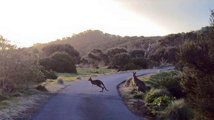 Hit By Car Kangaroo Wallaby Wildlife Rescue Vehicle Collision