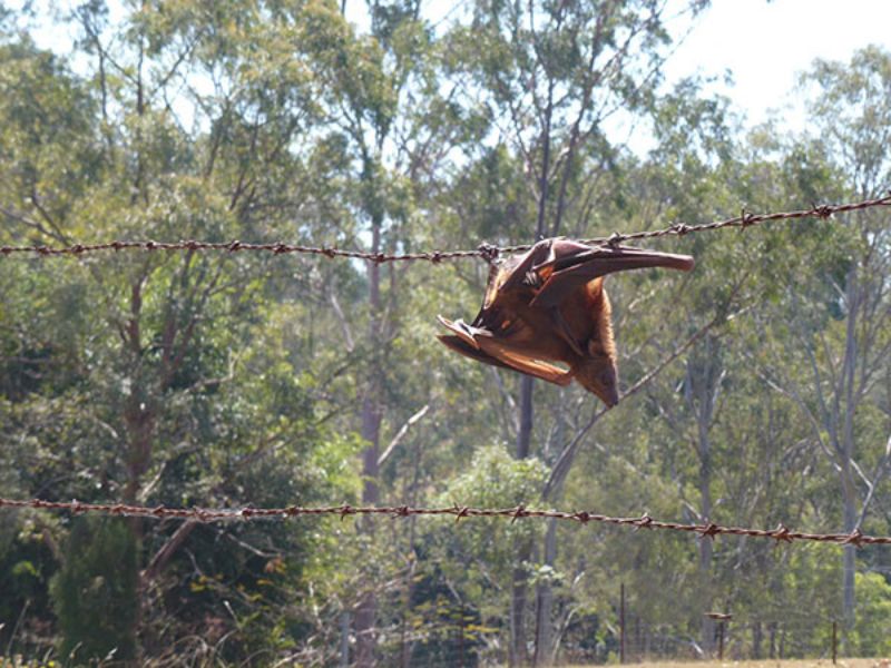 Barbed wire flying-fox entangled threat rescue nsw