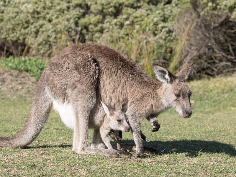 Kangaroo Rescue Macropod Newcastle Hunter Valley Lake Macquarie