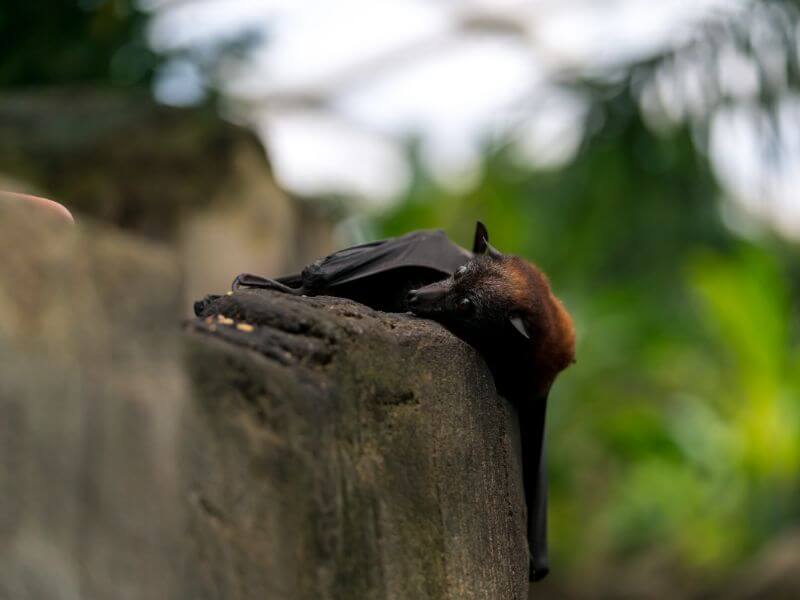 Heat stress exhaustion flying fox climate rescue nsw