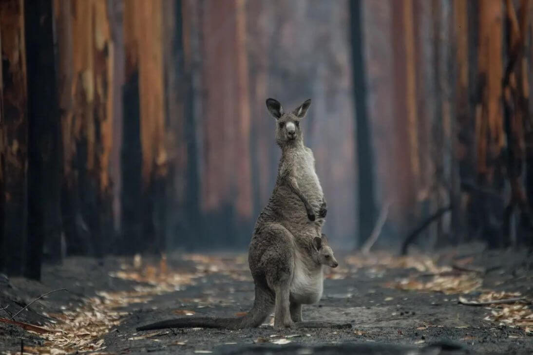 Helping Wildlife In Emergency Bushfire Extreme Weather