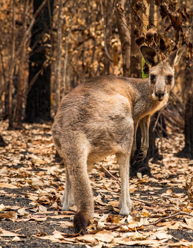 Kangaroo Rescue Hunter Bushfires
