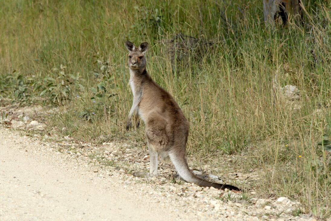 Kangaroo Wallaby Hit by Car Wildlife Rescue NSW