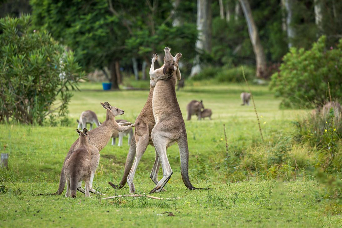 kangaroos fighting in the wild territory land clearance habitat loss