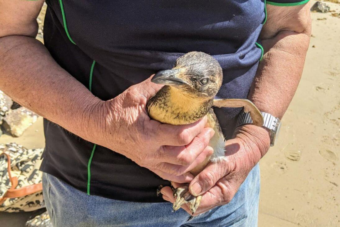 Little Penguin Rescue Merewether Newcastle NSW