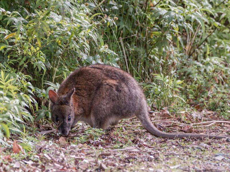 Pademelon Rescue Macropod Newcastle Hunter Valley Lake Macquarie