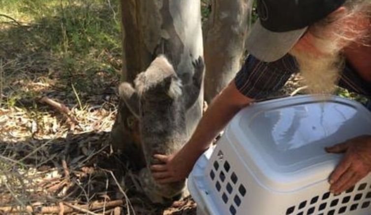 Release Injured Sick Koala NSW Port Stephens Newcastle Hunter