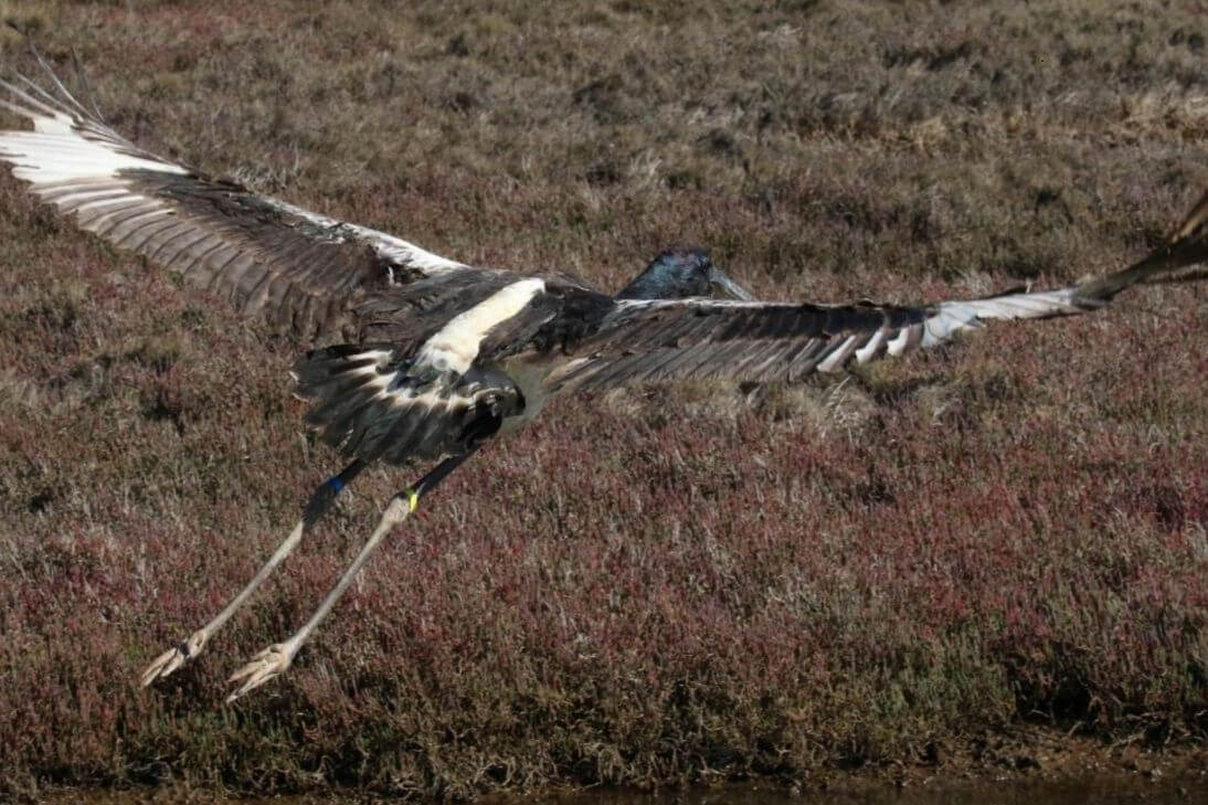 Rescue Release Black Necked Stork Hunter Wetland Birds Hexham Swamp