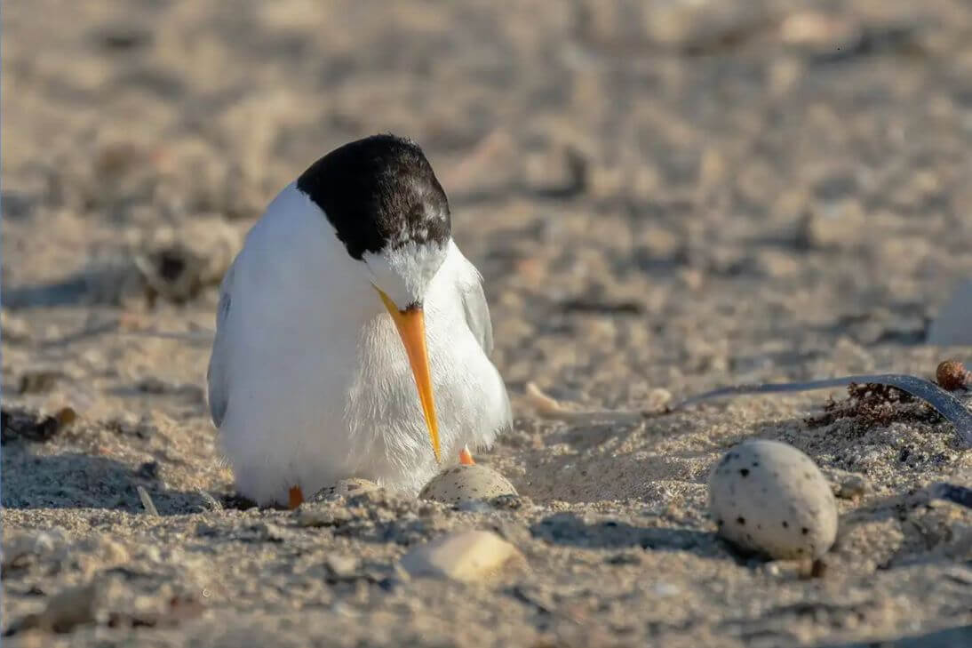 Shore Birds Nesting Beaches 4WD Dogs