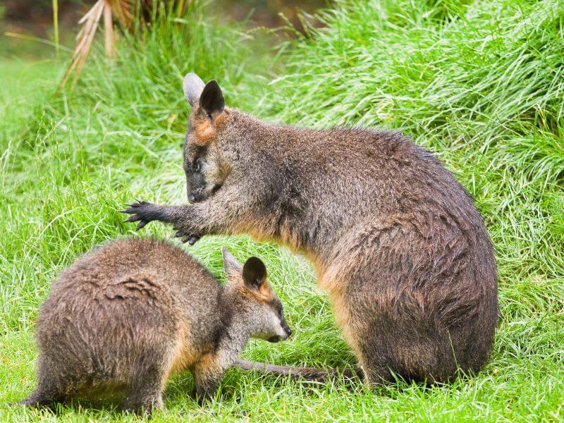 Wallaby Rescue Macropod Newcastle Hunter Valley Lake Macquarie