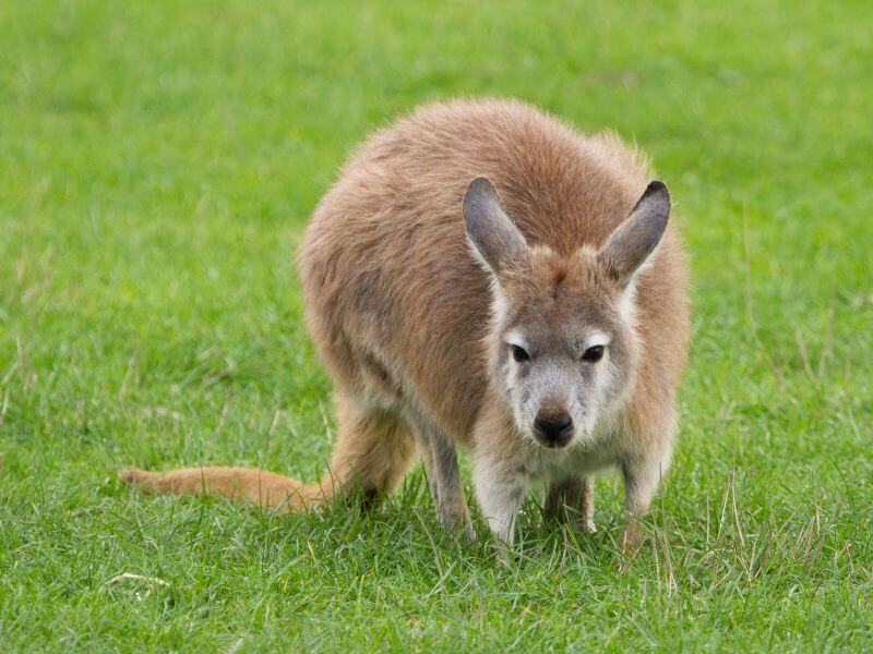 Wallaroo Rescue Macropod Newcastle Hunter Valley Lake Macquarie