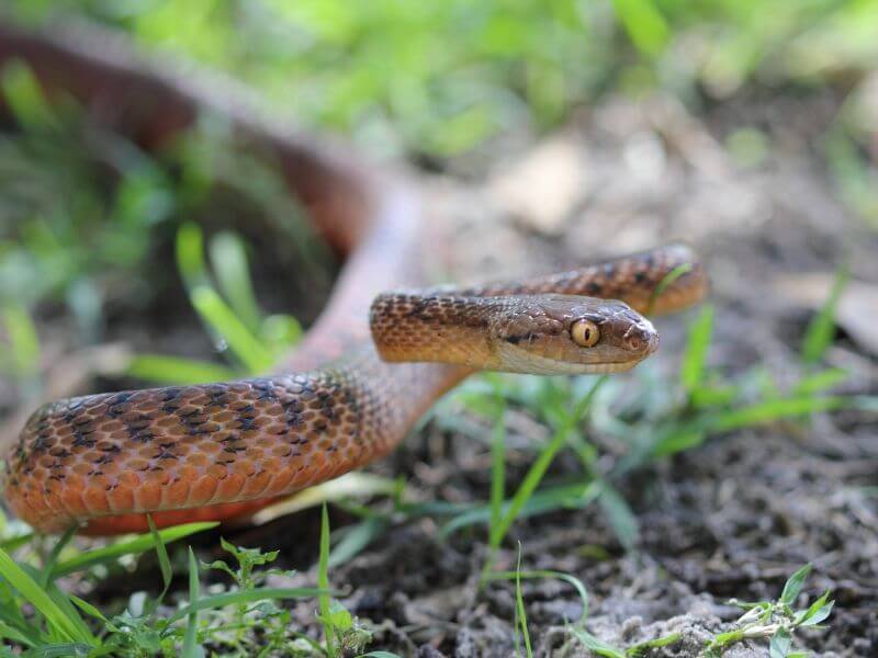 brown tree snake injured rescue hunter valley newcastle lake macquarie