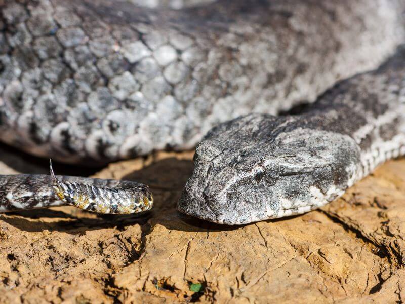 Death Adder Injured Rescue Carer Newcastle Hunter