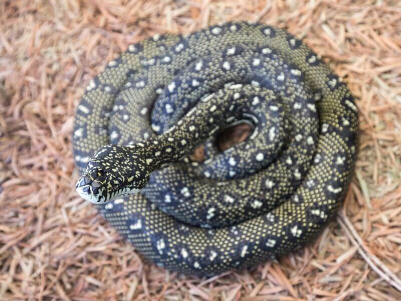 Diamon Python injured rescue hunter valley newcastle