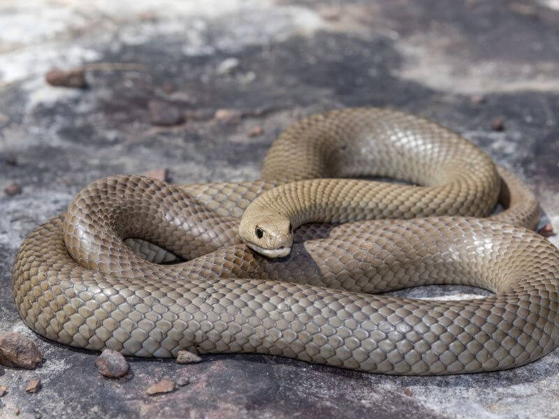 Eastern Brown Snake Injured Rescue Carer Newcastle Hunter