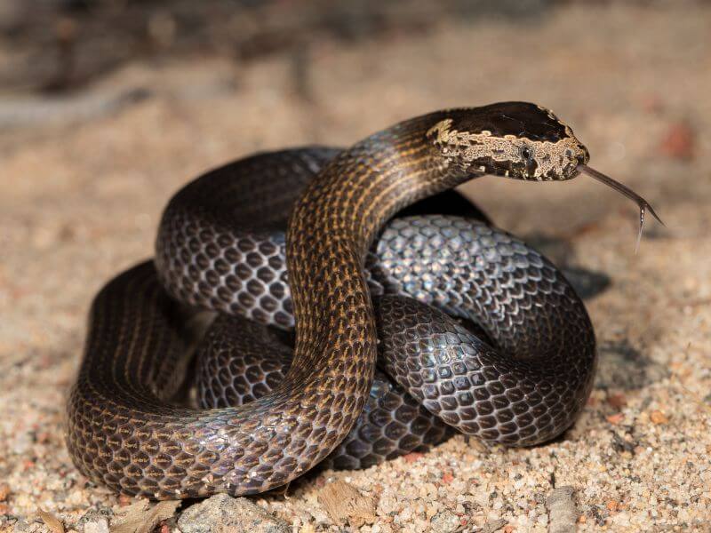 snake injured rescue hunter newcastle