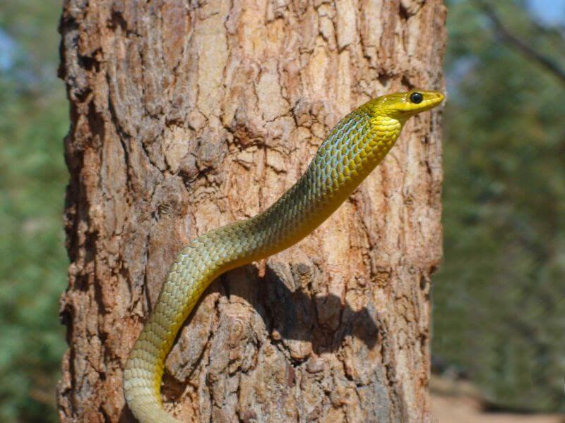 Green tree snake injured rescue hunter valley newcastle lake macquarie