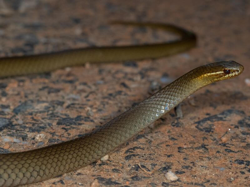 Marsh snake rescue injured newcastle hunter