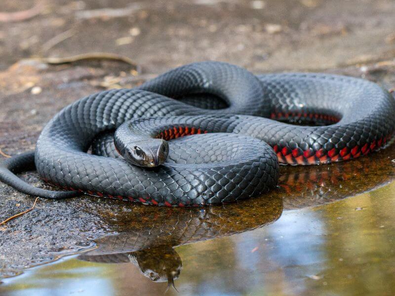 Red-bellied black snake injured rescue carer Hunter Newcastle