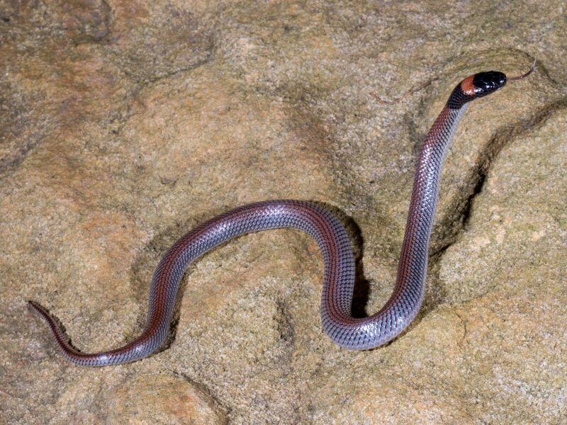 Red-naped snake rescue injured newcastle hunter