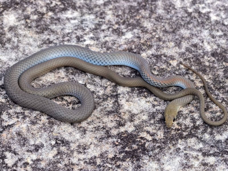 Snake Carer Rescue Injured Newcastle Hunter