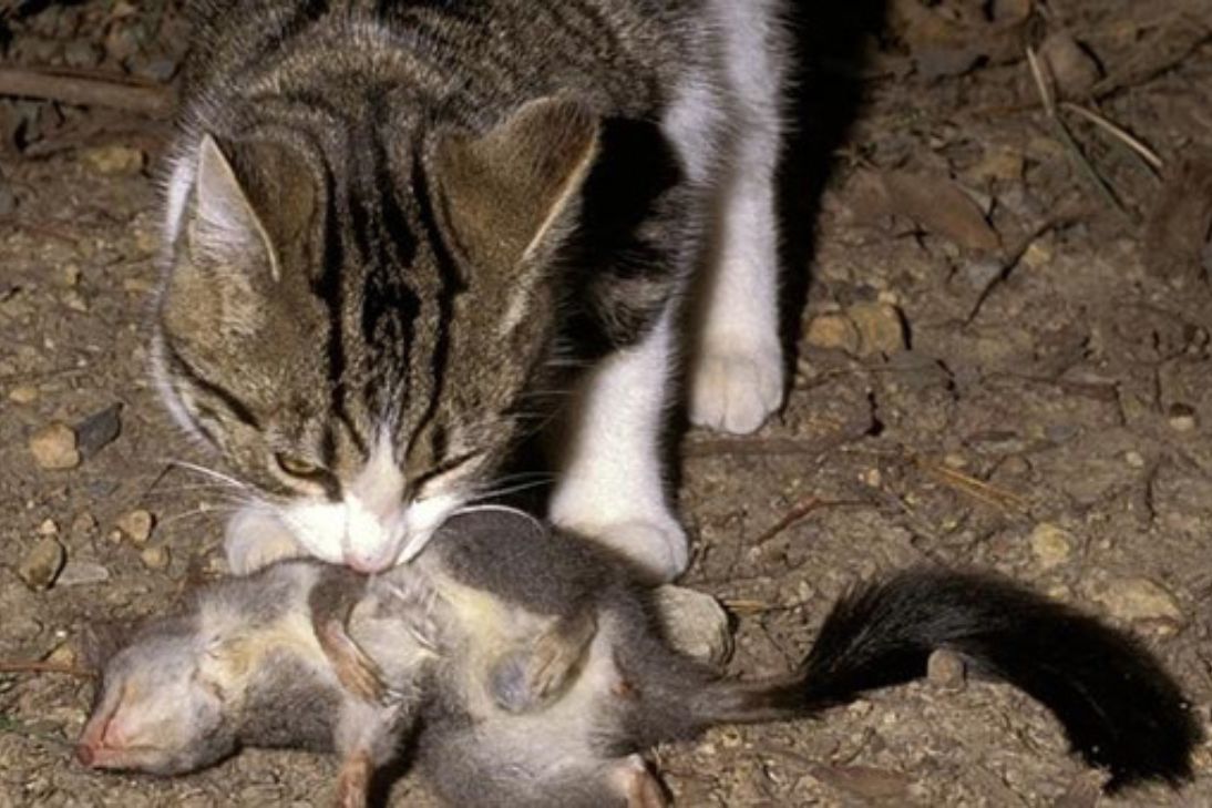 Federal Government Feral Cats Management Plan