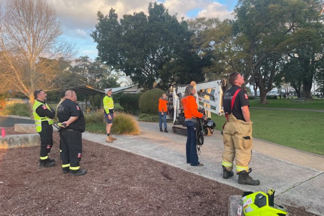 Corella Bird Rescue Lake Macquarie