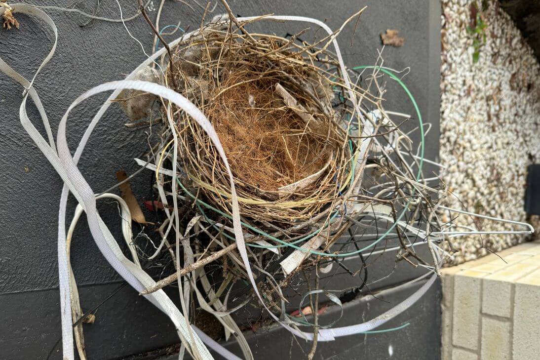 Magpie Wildlife Entanglement Impact Of Rubbish Litter