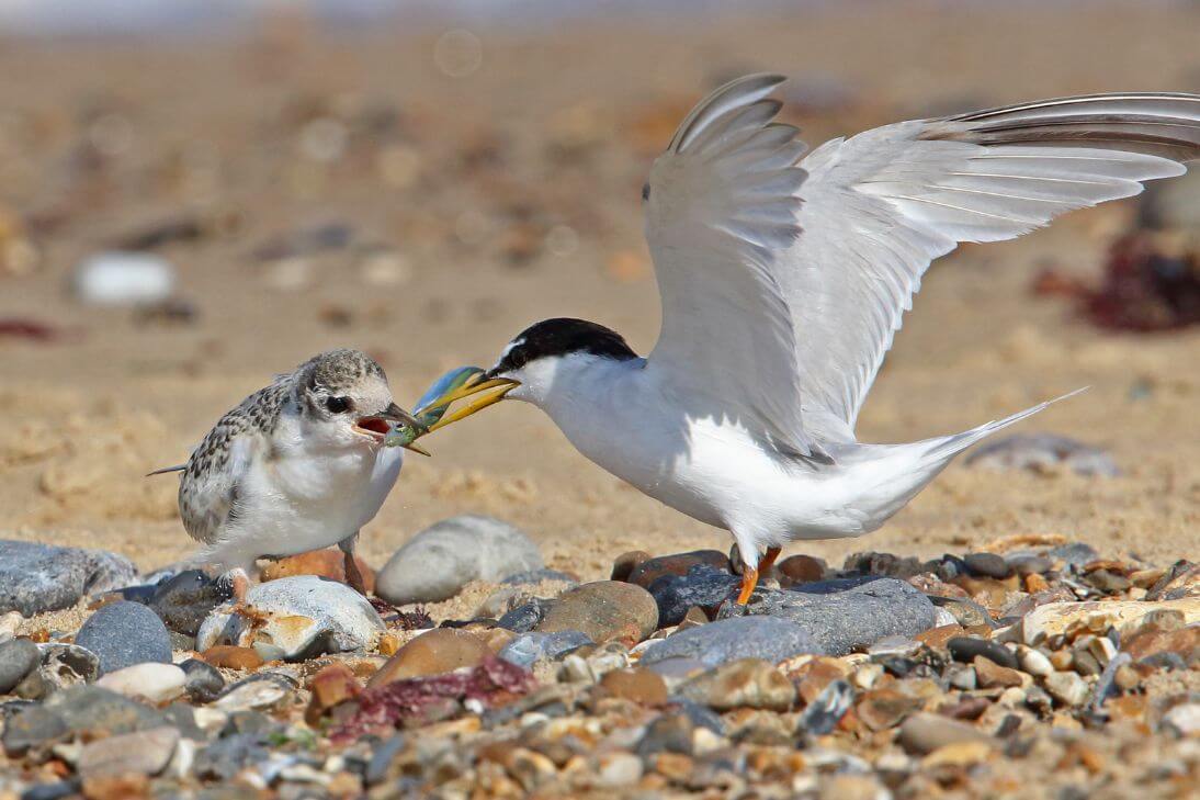 Endangered Little Terns Nesting On Elizabeth Island Swansea Channel