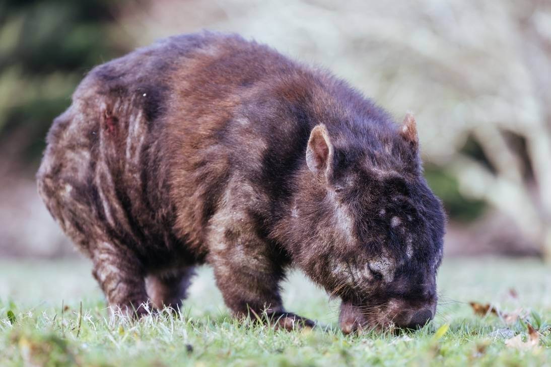 Wombat Mange Rescue Grant FNPW