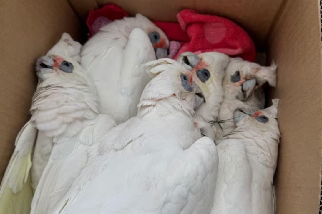 Mass poisoning in Newcastle hundreds of corellas die